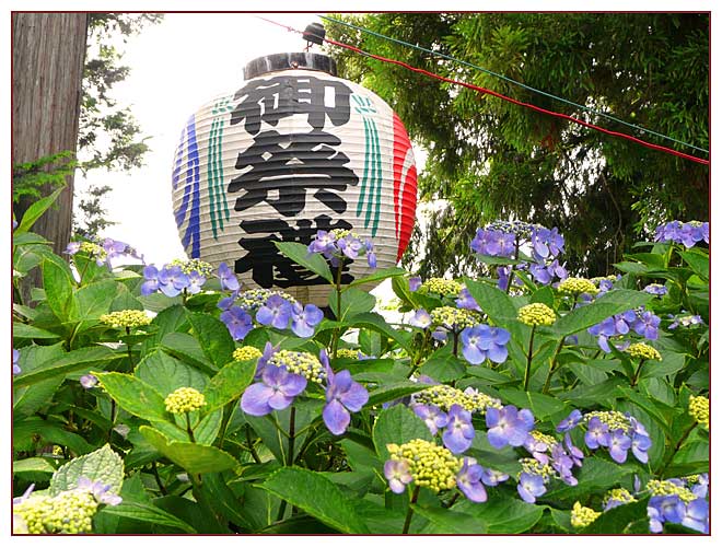 あじさいの花咲く磯山神社２０１０