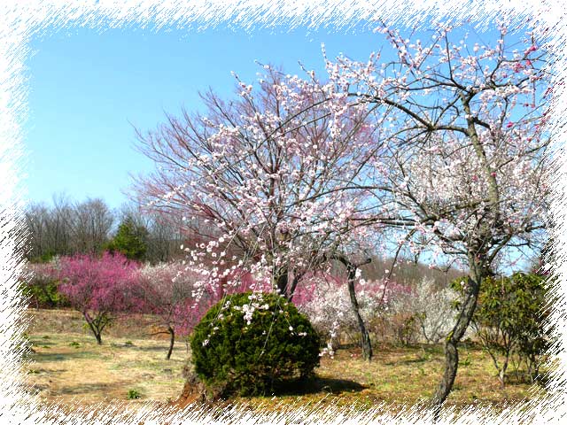 鹿沼錦鯉公園の梅