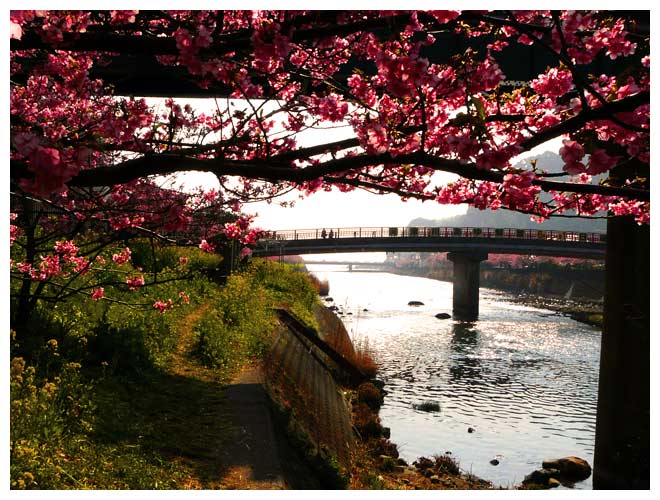 河津桜を楽しむ