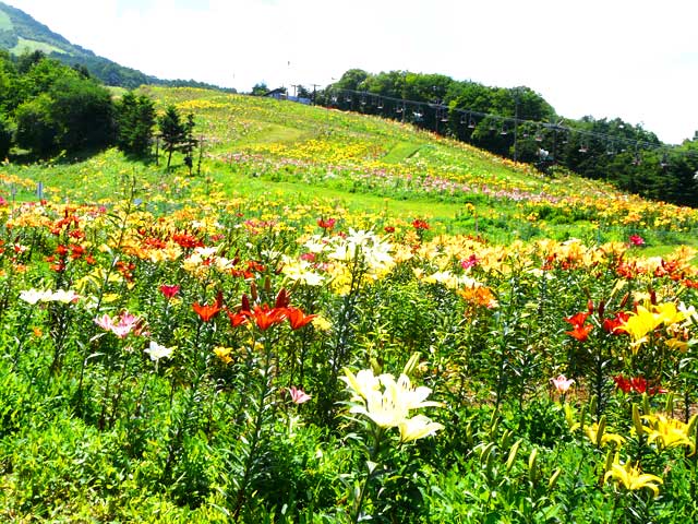 鹿沢高原のユリの花