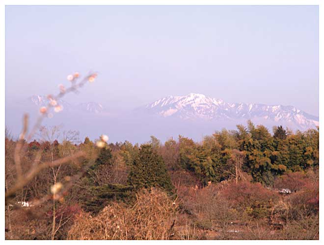 錦鯉センターの梅と日光連山を望む