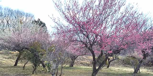 錦鯉センターの梅の花
