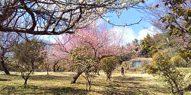 錦鯉センターの梅の花２