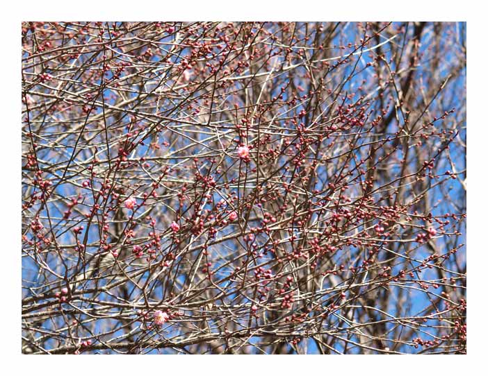 錦鯉公園の紅梅の開花状態