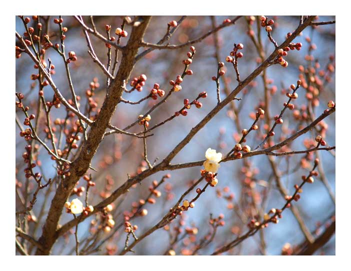 錦鯉公園周囲の梅の花は