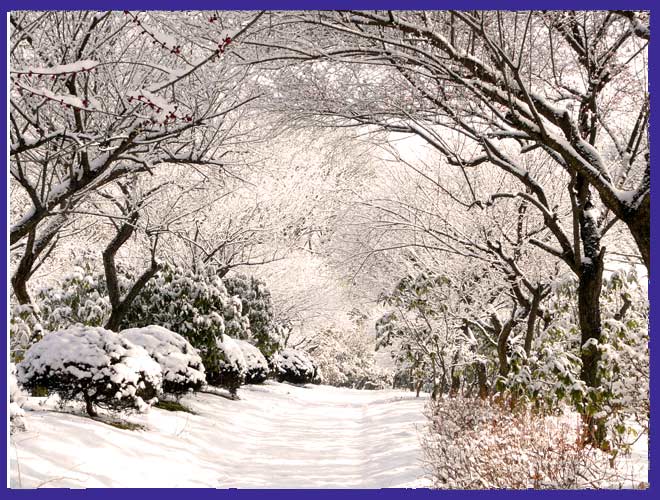 錦鯉公園と雪の降る朝