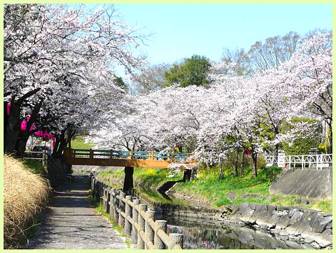 真岡行屋川の桜