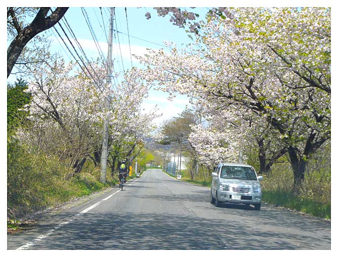 桜咲く那須街道筋