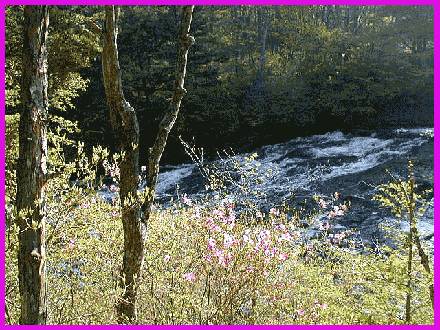 花咲く竜頭滝両岸の美しさ