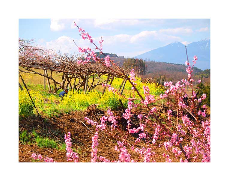 韮崎新府と桃の花