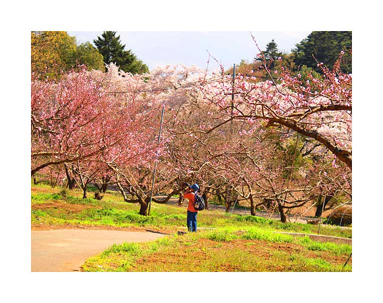 韮崎新府と桃の花
