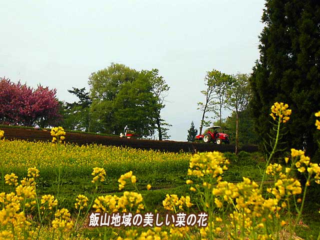飯山と菜の花咲く春