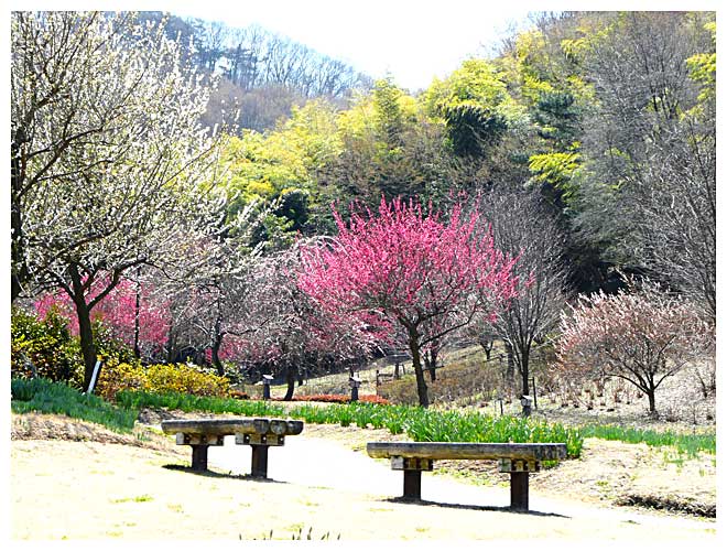 佐野万葉公園の早春の花開花