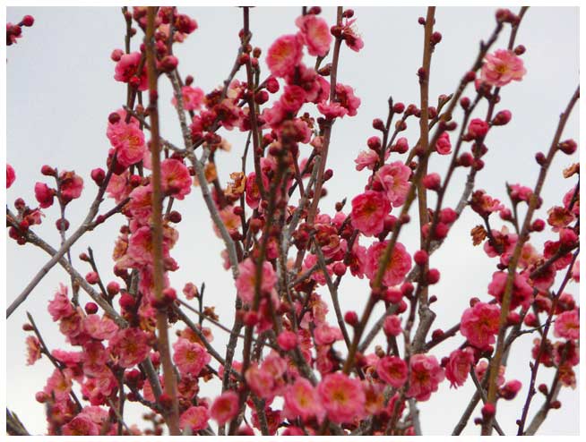 下野藥師寺と梅の花々