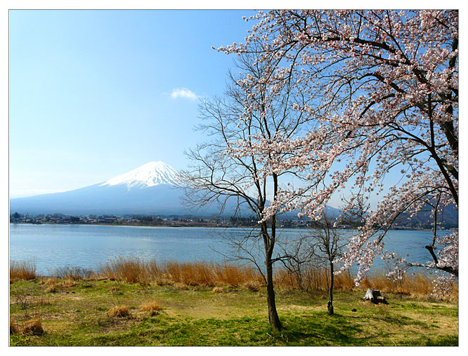 さくらと富士の高嶺
