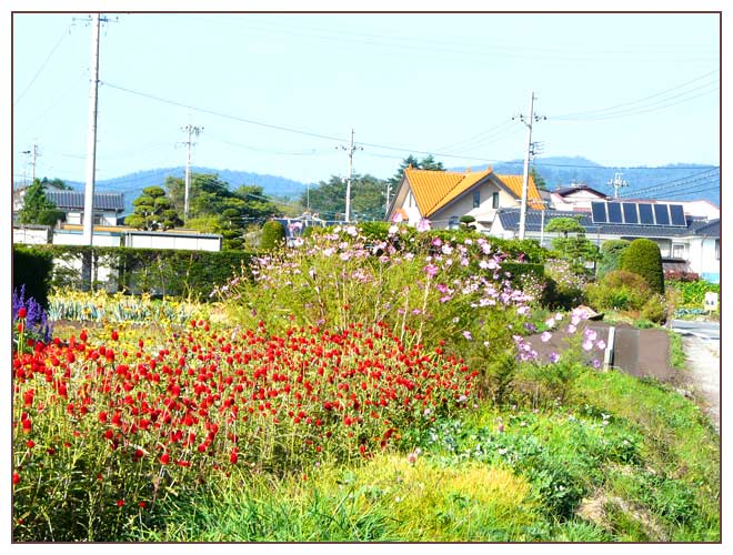 軽井沢周辺の花々