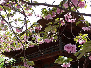 八重桜とお堂