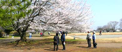 ２００７年淡墨桜の開花と見頃写真紹介