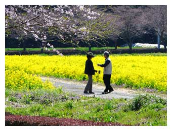 思川桜咲き出しと菜の花