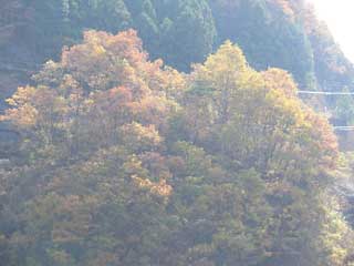 大木の秋色