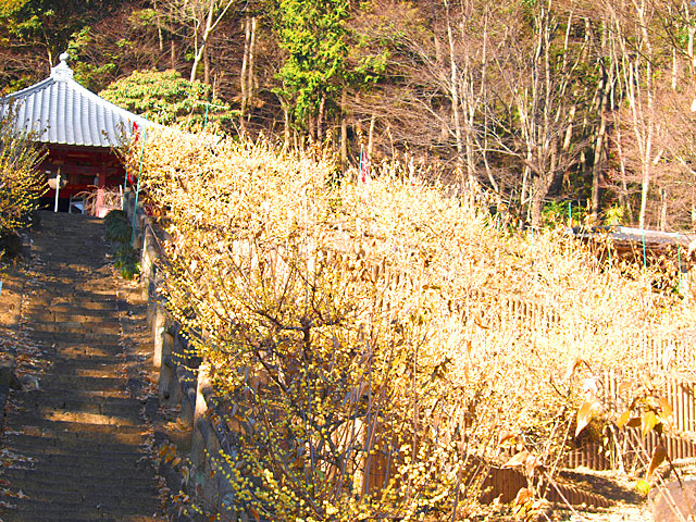 ロウバイと階段のある清水寺