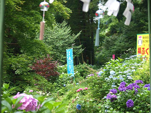 紫陽花咲く鷲子山上神社－３