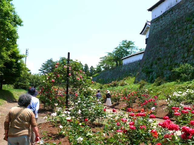 小峰城内のバラ園