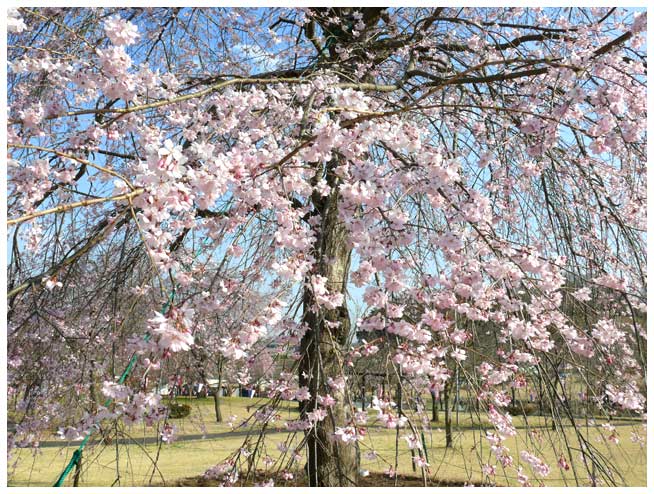 つがの里は、シダレ桜がたくさんあって綺麗です・・・