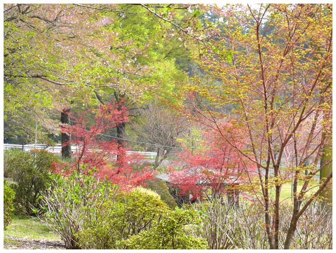 葉桜と色よい赤のコントラストを楽しんでください