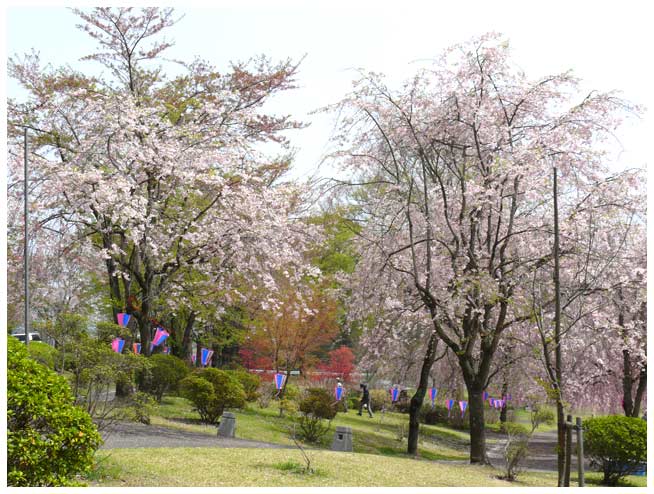 やはりここは桜の公園です・・・