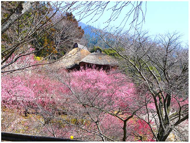 筑波山梅祭りの様子２０１５年３月１７日