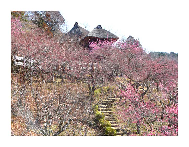 筑波山の梅の観梅、最高点