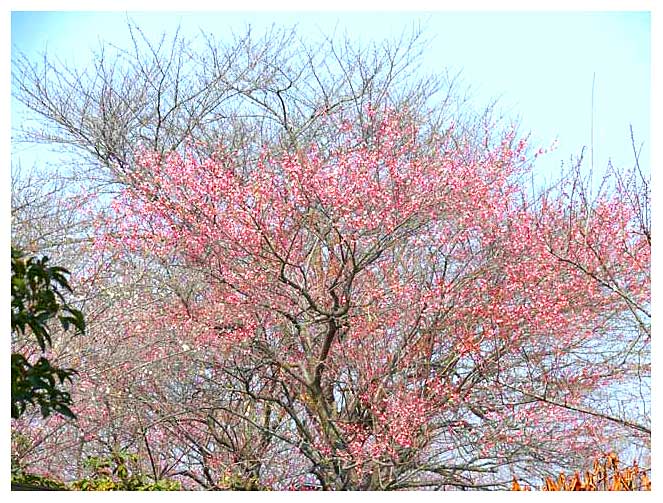 鯉沼公園の梅の花