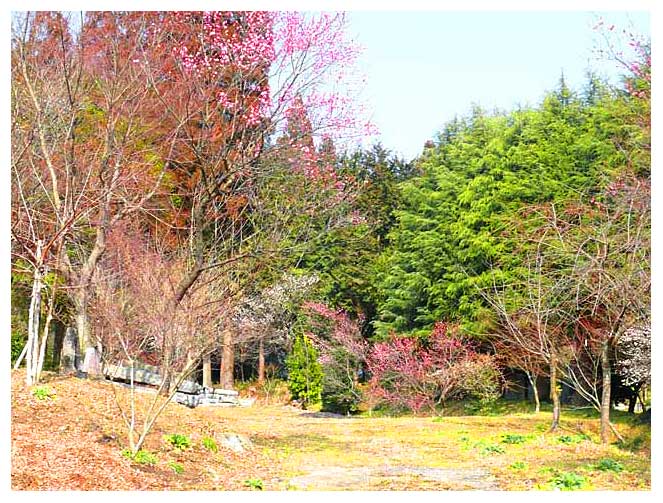 古賀志山周辺の梅の花々