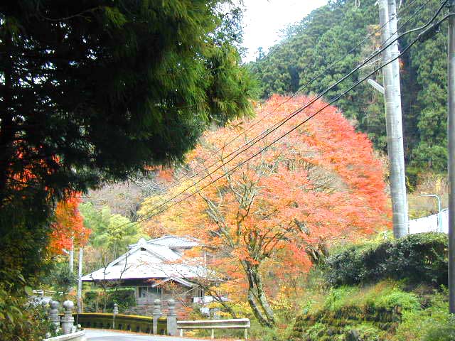 雲巌寺と紅葉