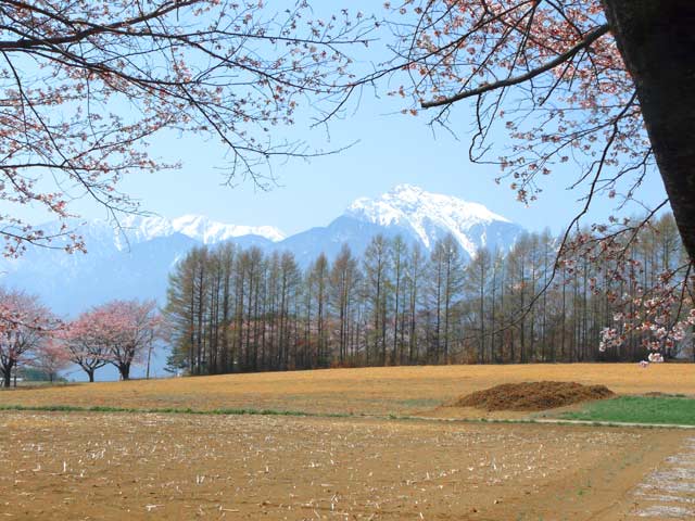 甲斐駒岳と桜
